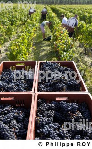 Les vendanges (33V20529.jpg)