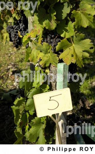 Les vendanges (33V20604.jpg)