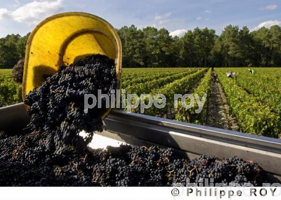 Les vendanges (33V20609.jpg)