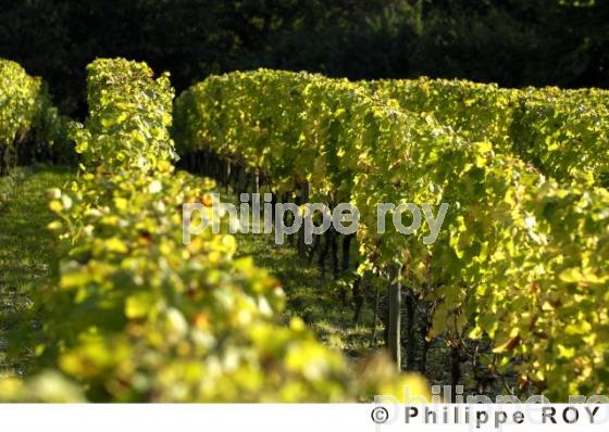Vignoble Bordelais (33V20634.jpg)