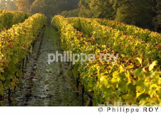 Vignoble Bordelais (33V20704.jpg)