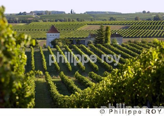 Le vignoble Bordelais (33V20812.jpg)