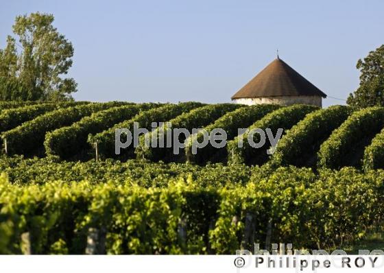 Le vignoble Bordelais (33V20815.jpg)