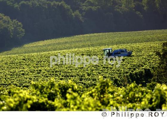 Le vignoble Bordelais (33V20816.jpg)