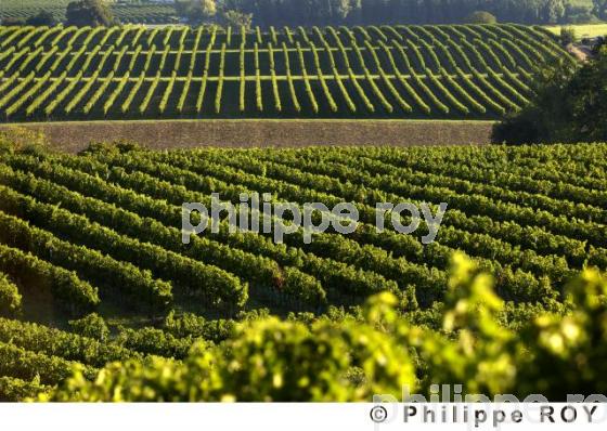 Le vignoble Bordelais (33V20818.jpg)
