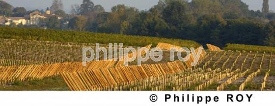 Le vignoble Bordelais (33V20828.jpg)