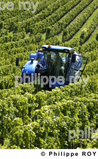 Le vignoble Bordelais (33V20830.jpg)