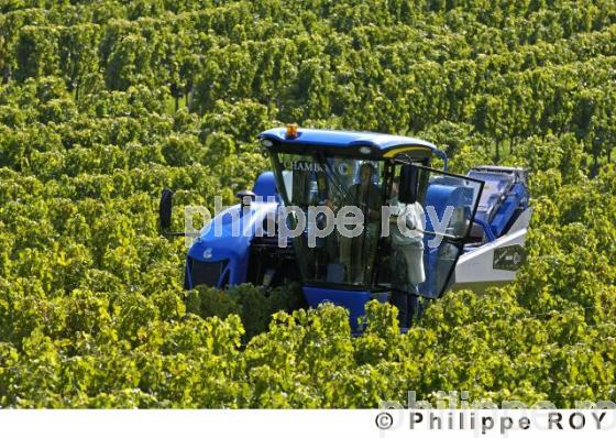 Le vignoble Bordelais (33V20831.jpg)
