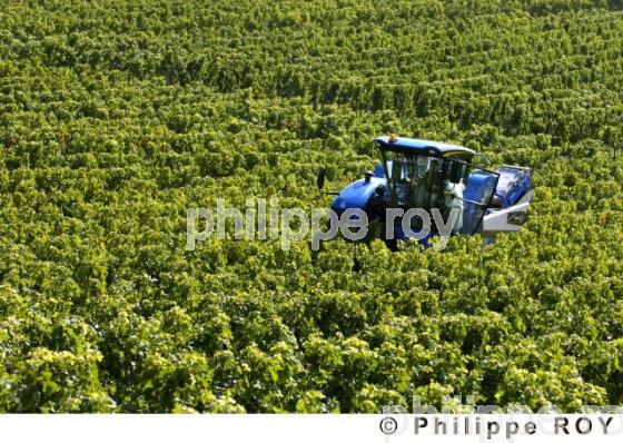 Le vignoble Bordelais (33V20832.jpg)