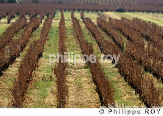 Le vignoble Bordelais (33V20833.jpg)