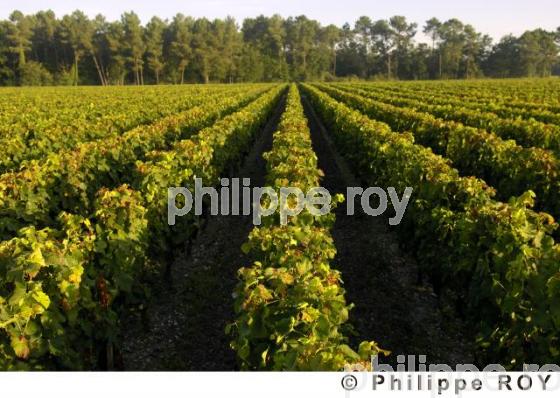 Le vignoble Bordelais (33V20906.jpg)