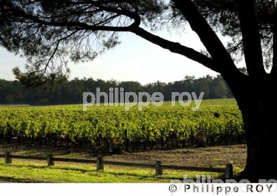 Le vignoble Bordelais (33V20907.jpg)