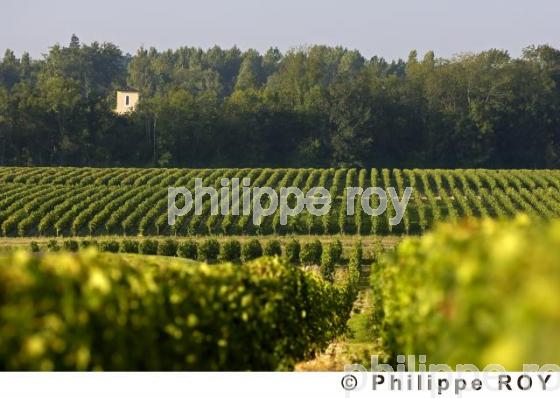 Le vignoble Bordelais (33V20908.jpg)