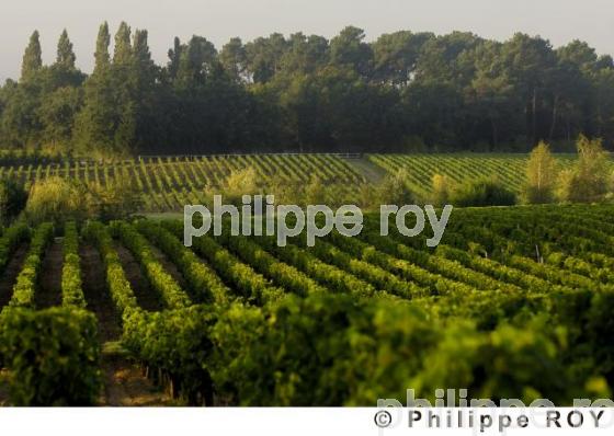 Le vignoble Bordelais (33V20909.jpg)