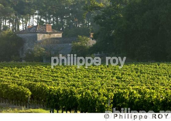 Le vignoble Bordelais (33V20910.jpg)