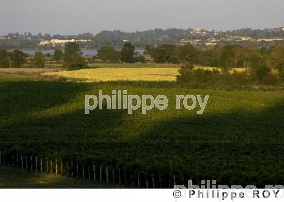 Le vignoble Bordelais (33V21002.jpg)
