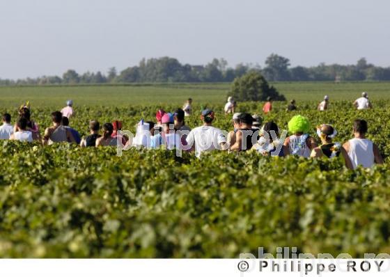 Le vignoble Bordelais (33V21026.jpg)