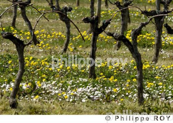 Vignoble (33V21337.jpg)