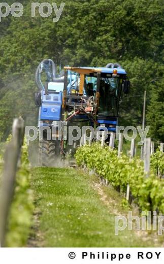 Travail de la vigne (33V21615.jpg)