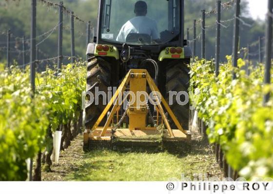 Travail de la vigne (33V21628.jpg)