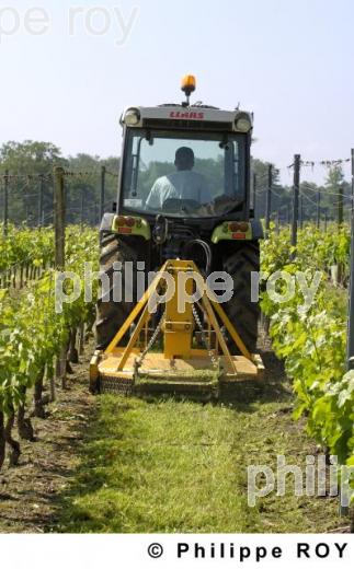 Travail de la vigne (33V21629.jpg)