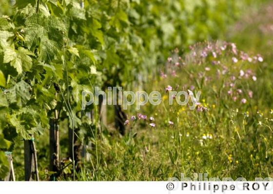 Lute raisonne - vignoble Bordelais (33V21706.jpg)