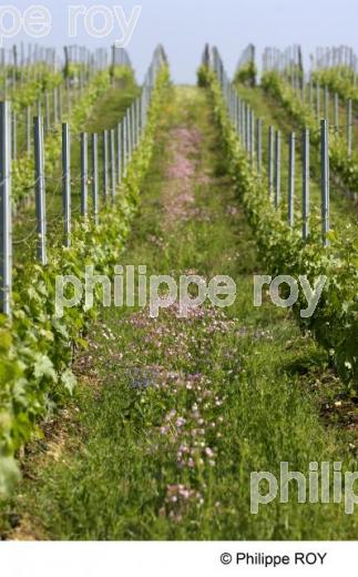 Lute raisonne - vignoble Bordelais (33V21707.jpg)