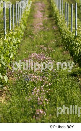 Lute raisonne - vignoble Bordelais (33V21708.jpg)