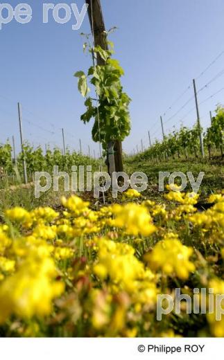 Lute raisonne - vignoble Bordelais (33V21710.jpg)