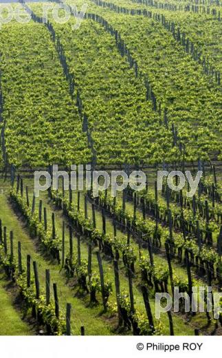 Paysage viticole (33V21716.jpg)