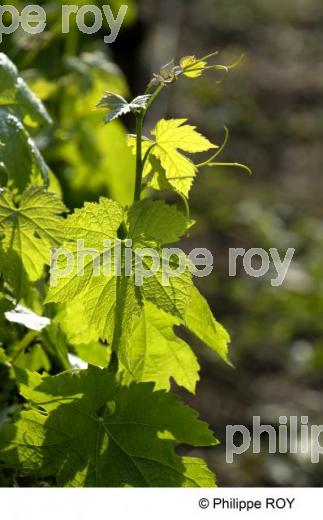 Cycle vgtatif de la vigne (33V21718.jpg)