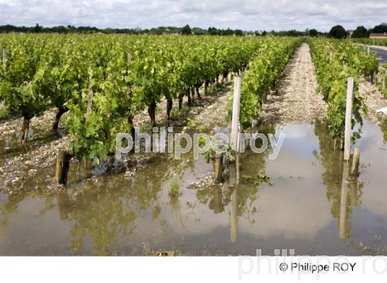 Le vignoble Bordelais (33V21933.jpg)