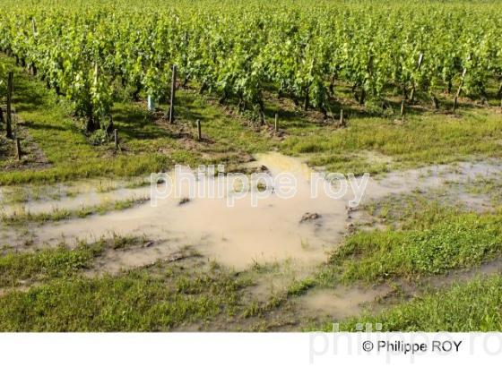 Le vignoble Bordelais (33V21934.jpg)