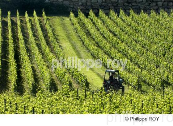 Traitement de la vigne (33V22019.jpg)