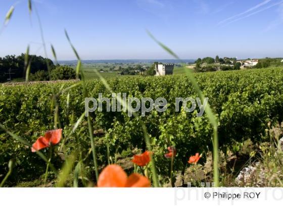 Paysage viticole (33V22025.jpg)