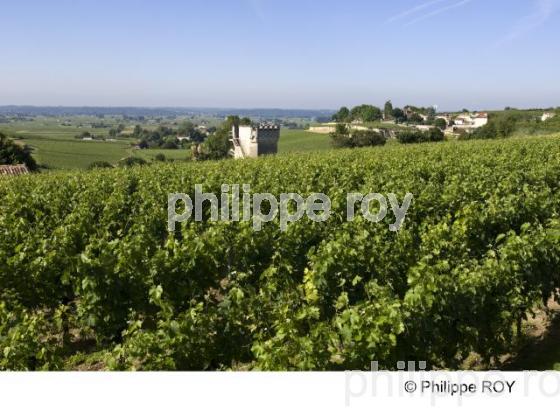 Paysage viticole (33V22026.jpg)