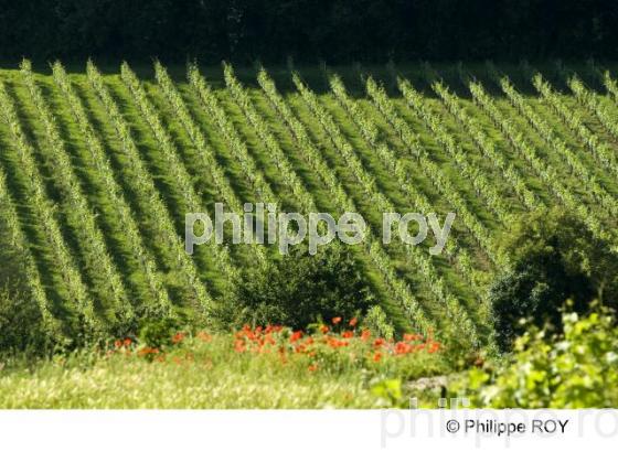 Paysage viticole (33V22027.jpg)