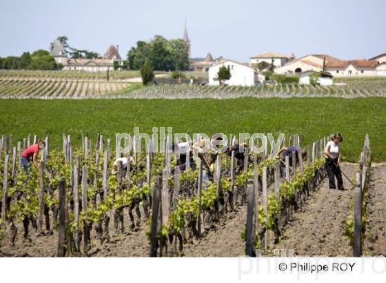 Chteau viticole - vignoble bordelais (33V23232.jpg)