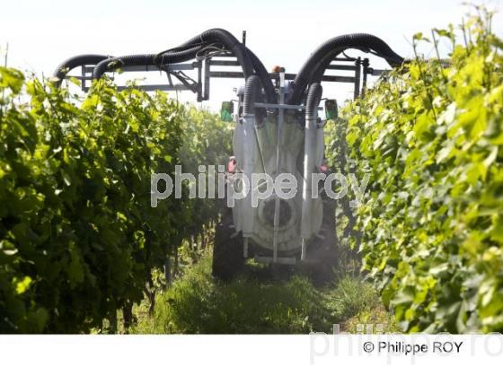Travail de la vigne - Vignoble Bordelais (33V23811.jpg)