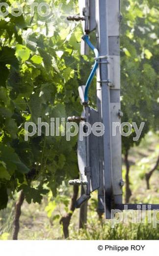 Travail de la vigne - Vignoble Bordelais (33V23812.jpg)