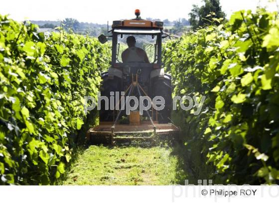 Travail du sol - Vignoble Bordelais (33V24017.jpg)