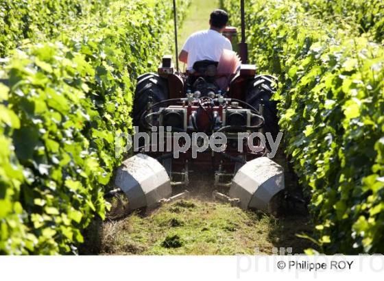Travail de la vigne - Vignoble Bordelais (33V24019.jpg)
