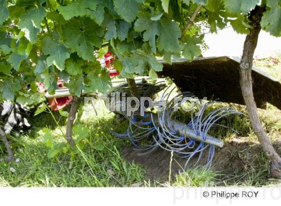 Travail de la vigne - Vignoble Bordelais (33V24021.jpg)