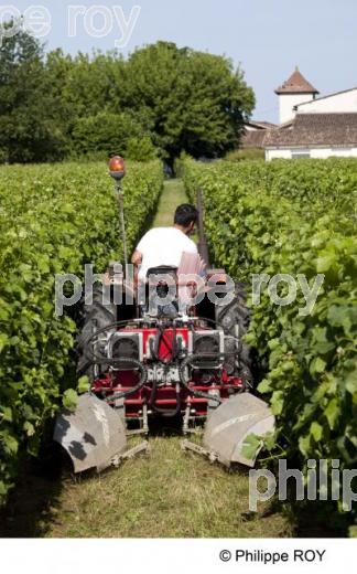 Travail de la vigne - Vignoble Bordelais (33V24023.jpg)