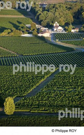 Vignoble Bordelais (33V24424.jpg)