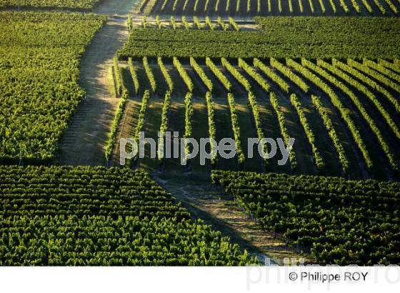 Vignoble Bordelais (33V24425.jpg)