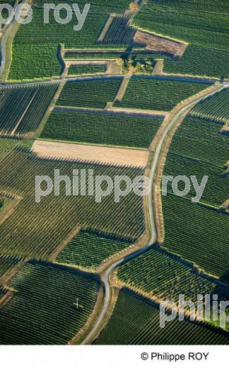 Vignoble Bordelais (33V24428.jpg)