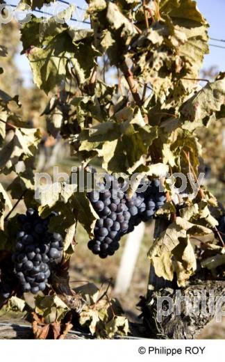 Vigne gele - Vignoble Bordelais (33V24708.jpg)