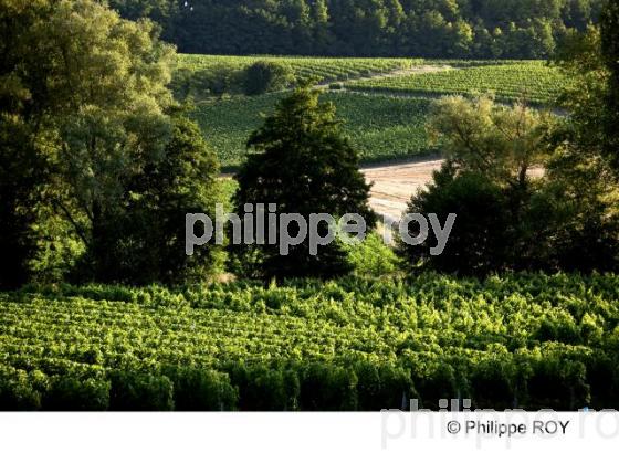 Vignoble Bordelais (33V25220.jpg)