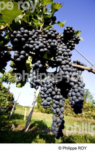 Grappe - Vignoble Bordelais (33V25411.jpg)